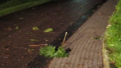 Einsatz nach Sturmschaden in Nellschtz
