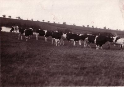 rinderherd-tagebau.jpg