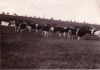 rinderherd-tagebau.jpg