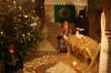 weihnachten_2009_1.jpg
